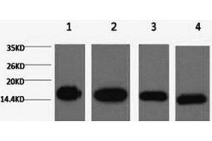 Western Blot analysis of 1) Hela, 2) Raw264. (Histone 3 抗体)