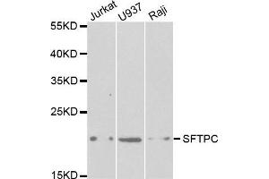 Western blot analysis of extracts of various cell lines, using SFTPC antibody. (Surfactant Protein C 抗体  (AA 1-197))