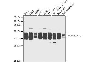 Western blot analysis of extracts of various cell lines, using hnRNP  antibody (2446) at 1:1000 dilution. (HNRNPA1 抗体  (AA 1-140))