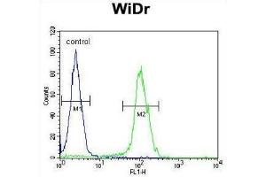 Flow Cytometry (FACS) image for anti-Brain Expressed, X-Linked 1 (BEX1) antibody (ABIN2995790) (BEX1 抗体)