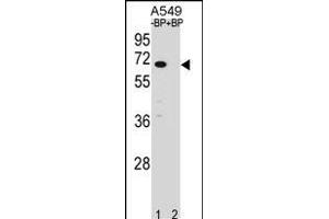 Western blot analysis of ASB3 Antibody (N-term) Pab (ABIN1539061 and ABIN2848449) pre-incubated without(lane 1) and with(lane 2) blocking peptide in A549 cell line lysate. (ASB3 抗体  (N-Term))