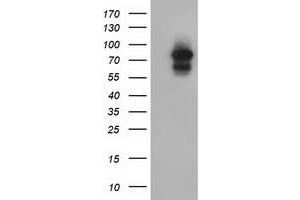 Western Blotting (WB) image for anti-Aryl Hydrocarbon Receptor Nuclear Translocator (ARNT) antibody (ABIN1496730) (ARNT 抗体)