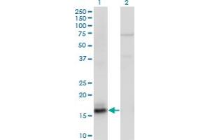 Western Blot analysis of AGR2 expression in transfected 293T cell line by AGR2 monoclonal antibody (M05A), clone 1C9. (AGR2 抗体  (AA 1-175))