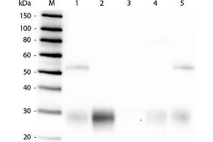 Western Blot of Anti-Rabbit IgG F(ab')2 (GOAT) Antibody . (山羊 anti-兔 IgG (F(ab')2 Region) Antibody - Preadsorbed)