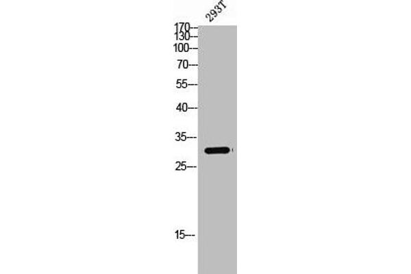 Spindlin 1 抗体  (Internal Region)