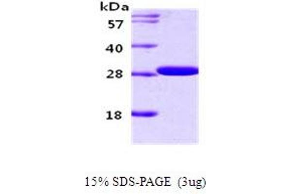 14-3-3 gamma Protein (YWHAG1) (AA 1-247)