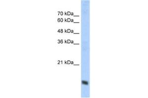 Western Blotting (WB) image for anti-Cytochrome C Oxidase Subunit IV Isoform 1 (COX4I1) antibody (ABIN2462631) (COX IV 抗体)
