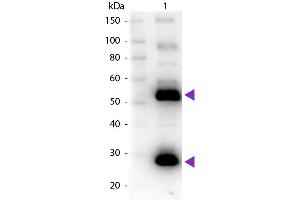 Western Blot of Goat anti-Human IgG Pre-Adsorbed Biotin Conjugated Secondary Antibody. (山羊 anti-人 IgG (Heavy & Light Chain) Antibody (Biotin) - Preadsorbed)