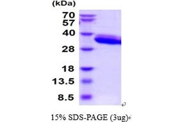 PRSS22 Protein (AA 33-307) (His tag)