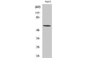 Western Blotting (WB) image for anti-Chaperonin Containing TCP1, Subunit 6A (Zeta 1) (CCT6A) (Internal Region) antibody (ABIN3187210) (CCT6A 抗体  (Internal Region))