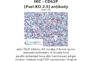 Image no. 2 for anti-Selectin P (Granule Membrane Protein 140kDa, Antigen CD62) (SELP) antibody (ABIN1724063) (P-Selectin 抗体)