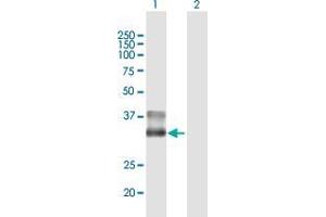 Western Blot analysis of BARHL1 expression in transfected 293T cell line by BARHL1 MaxPab polyclonal antibody. (BARHL1 抗体  (AA 1-327))