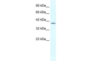 Western Blotting (WB) image for anti-Gastrulation Brain Homeo Box 2 (GBX2) antibody (ABIN2460301) (GBX2 抗体)