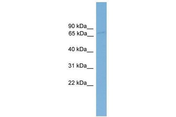 SDK1 抗体  (Middle Region)