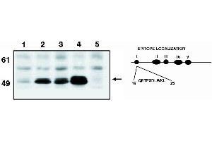 Western blot analysis using Manti-p53 cln. (p53 抗体  (AA 16-25))