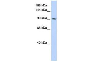 SCUBE2 antibody used at 1 ug/ml to detect target protein. (SCUBE2 抗体  (C-Term))