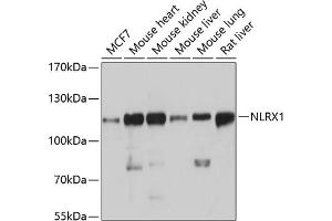 Western blot analysis of extracts of various cell lines, using NLRX1 antibody  at 1:3000 dilution. (NLRX1 抗体  (AA 87-360))