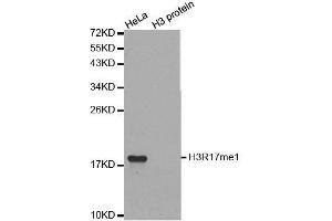 Western blot analysis of extracts of various cell lines, using MonoMethyl-Histone H3-R17 antibody. (Histone 3 抗体  (H3R17me))