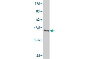 Western Blot detection against Immunogen (35. (FOXM1 抗体  (AA 22-110))