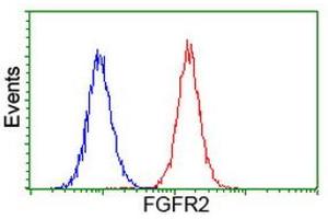 Image no. 3 for anti-Fibroblast Growth Factor Receptor 2 (FGFR2) antibody (ABIN1498252) (FGFR2 抗体)