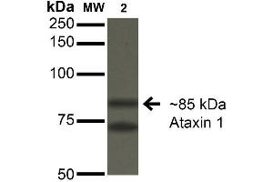 Western Blot analysis of Monkey COS-1 cells transfected with Ataxin- 1 showing detection of ~85 kDa Ataxin 1 protein using Mouse Anti-Ataxin 1 Monoclonal Antibody, Clone S76-8 . (Ataxin 1 抗体  (AA 164-197) (PerCP))