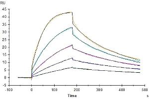 Surface Plasmon Resonance (SPR) image for Cytotoxic T-Lymphocyte-Associated Protein 4 (CTLA4) (AA 37-160) protein (His tag) (ABIN7274434)