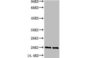 Western blot analysis of 1) Hela Cell Lysate, 2) C2C12 Cell Lysate, 3) PC12 Cell Lysate using Bax Mouse mAb diluted at 1:1000. (BAX 抗体)