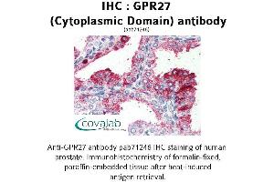 Image no. 1 for anti-G Protein-Coupled Receptor 27 (GPR27) (3rd Cytoplasmic Domain) antibody (ABIN1735039) (GPR27 抗体  (3rd Cytoplasmic Domain))