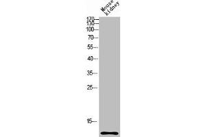 Western blot analysis of mouse-kidney lysis using CCL27 antibody. (CCL27 抗体  (Internal Region))