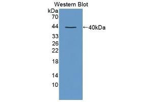 Western Blotting (WB) image for anti-Chemokine (C-C Motif) Ligand 3 (CCL3) (AA 27-92) antibody (ABIN1859829) (CCL3 抗体  (AA 27-92))