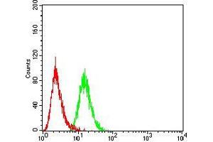 Flow cytometric analysis of Hela cells using BMP4 mouse mAb (green) and negative control (red). (BMP4 抗体  (AA 277-408))