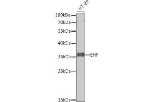 Western blot analysis of extracts of HT-29 cells, using EHF antibody (ABIN6129757, ABIN6140005, ABIN6140007 and ABIN6223750) at 1:1000 dilution. (EHF 抗体  (AA 1-210))