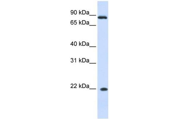 IFNA7 抗体  (N-Term)