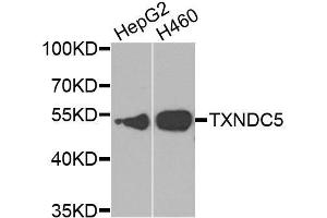 Western blot analysis of extracts of various cell lines, using TXNDC5 antibody. (TXNDC5 抗体  (AA 1-324))