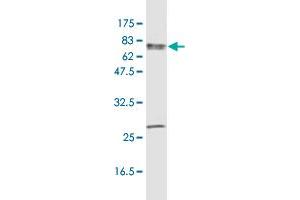 Western Blot detection against Immunogen (96. (HSP70 1A 抗体  (AA 1-641))