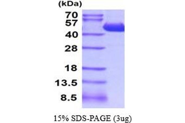 CPA4 Protein (AA 17-421) (His tag)