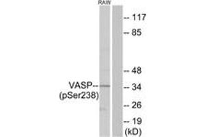 Western Blotting (WB) image for anti-Vasodilator-Stimulated phosphoprotein (VASP) (pSer238) antibody (ABIN605395) (VASP 抗体  (pSer238))