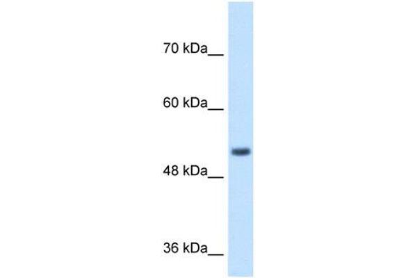 SPPL2B 抗体  (N-Term)