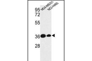 Western blot analysis of TAZ Antibody (N-term) (ABIN652751 and ABIN2842495) in MDA-M, NCI- cell line lysates (35 μg/lane). (TAZ 抗体  (N-Term))