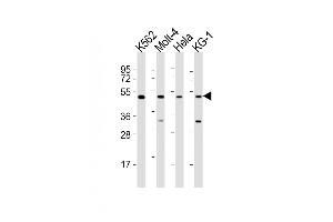 All lanes : Anti-GATA2 Antibody (Center) at 1:2000 dilution Lane 1: K562 whole cell lysates Lane 2: Molt-4 whole cell lysates Lane 3: Hela whole cell lysates Lane 4: KG-1 whole cell lysates Lysates/proteins at 20 μg per lane. (GATA2 抗体  (AA 212-246))