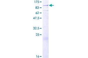 SDS-PAGE (SDS) image for Exostosin 1 (EXT1) (AA 1-746) protein (GST tag) (ABIN1778297) (EXT1 Protein (AA 1-746) (GST tag))