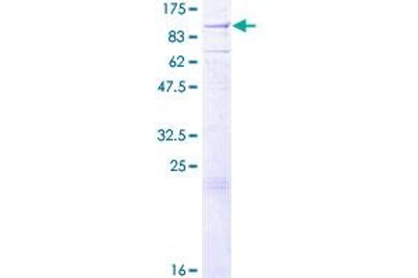 EXT1 Protein (AA 1-746) (GST tag)