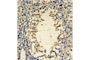 Immunohistochemistryanalysis in formalin fixed and paraffin embedded mouse testis tissue reacted with IMP3 Antibody (C-term) followed by peroxidase conjugation of the secondary antibody and DAB staining. (IMP3 抗体  (C-Term))