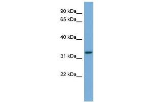 WB Suggested Anti-ATG3  Antibody Titration: 0. (ATG3 抗体  (Middle Region))