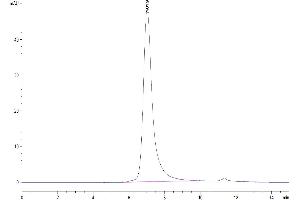 The purity of Human NKG2C&CD94 is greater than 95 % as determined by SEC-HPLC. (NKG2C & CD94 protein (His-Avi Tag))