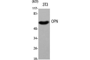 Western Blot analysis of various cells using OPN Polyclonal Antibody diluted at 1:500. (Osteopontin 抗体  (AA 230-310))