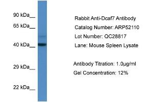 Western Blotting (WB) image for anti-DDB1 and CUL4 Associated Factor 7 (DCAF7) (N-Term) antibody (ABIN785540) (DCAF7 抗体  (N-Term))