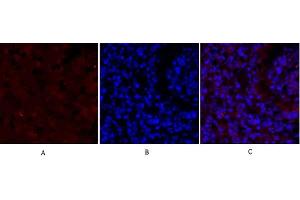 Immunofluorescence analysis of Mouse lung tissue. (SMAD2 抗体)