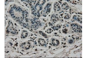Immunohistochemical staining of paraffin-embedded breast tissue using anti-CD4 mouse monoclonal antibody. (CD4 抗体)