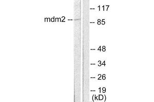 Western Blotting (WB) image for anti-Mdm2, p53 E3 Ubiquitin Protein Ligase Homolog (Mouse) (MDM2) (C-Term) antibody (ABIN1848667) (MDM2 抗体  (C-Term))